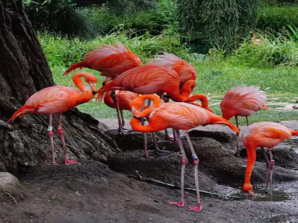 Top Winter Birdwatching Destinations in India