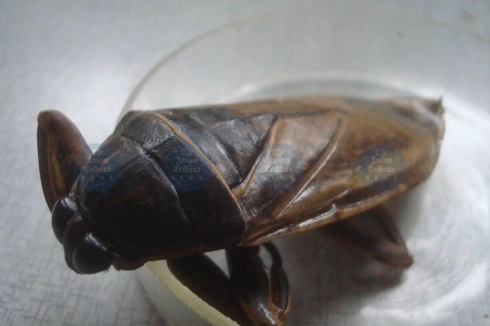 New Study Reveals 75 Edible Beetle Species in Northeast India