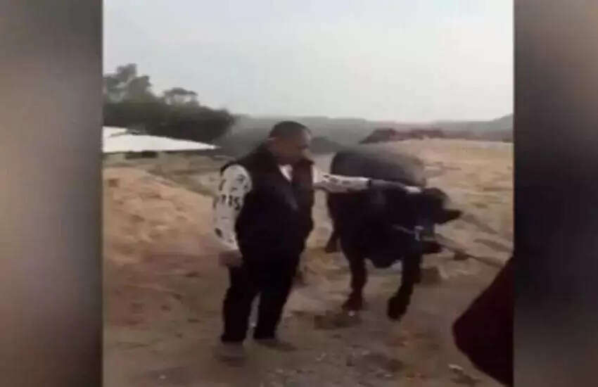 Pregnant Cow's Heartfelt Plea Saves Her Life in China