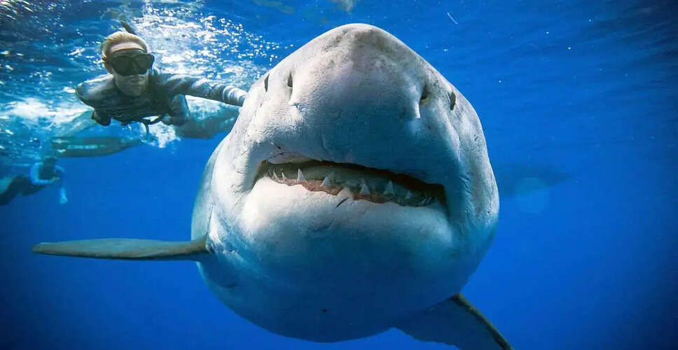 Record-Breaking Great White Shark Spotted Near Florida's Coast