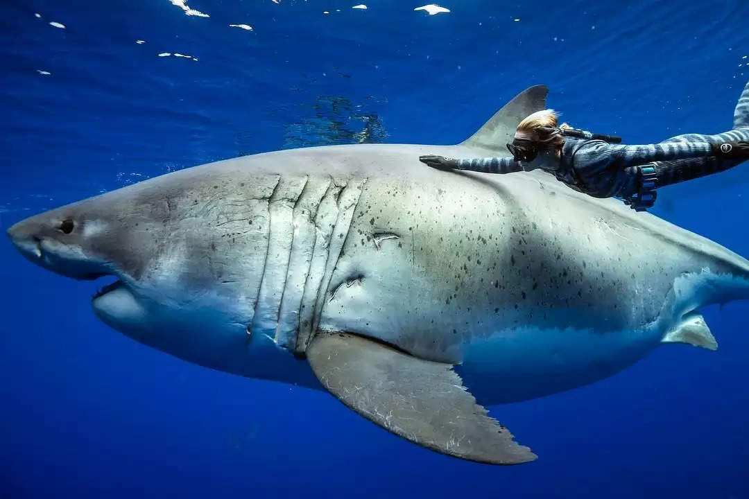 Heart-Stopping Moment: Woman Almost Jumps into the Mouth of a Shark in Viral Video