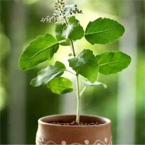 The Power of Holy Basil: 3 Incredible Benefits of Tulsi Tea for Your Skin and Health