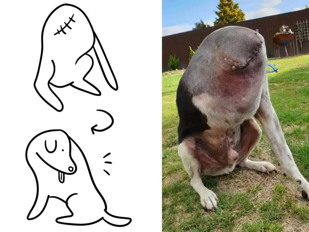 "Unbelievable: Headless dog goes viral - Is it real or fake?"