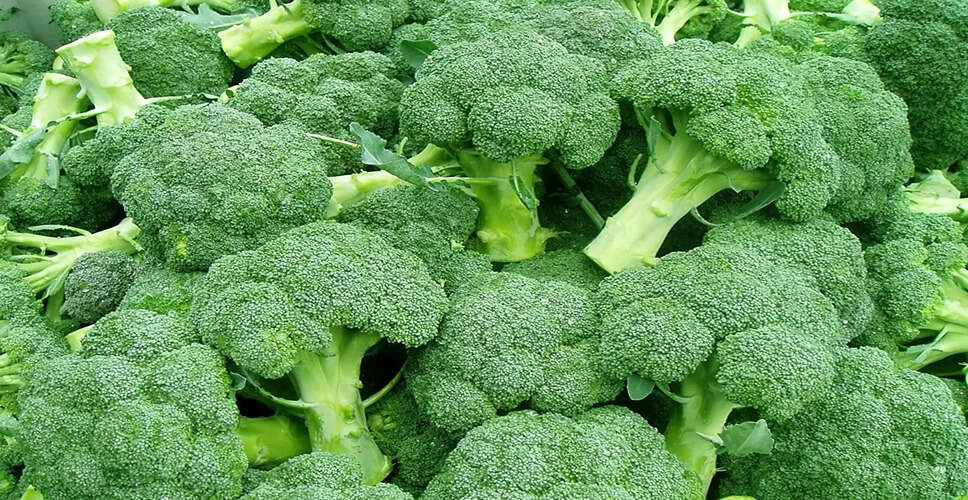 The Power of Broccoli: How This Superfood Helps Keep Diseases at Bay