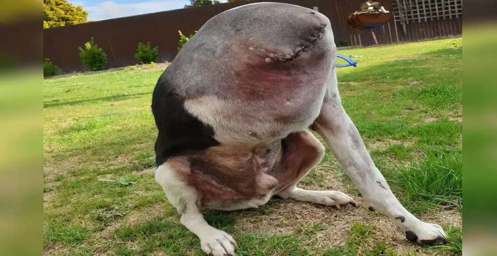 A photo of a dog without a head on the Internet is going viral. People are shocked after seeing this because the dog is actually appearing but there are some stitches on his head.