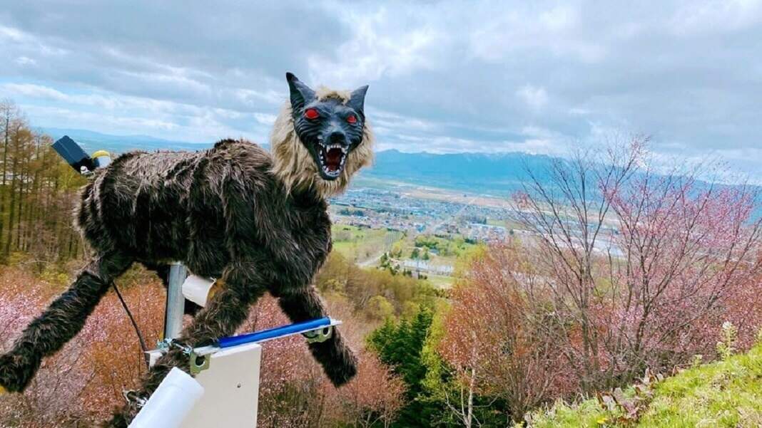 Japan's robotic wolves: A new weapon in the fight against bears