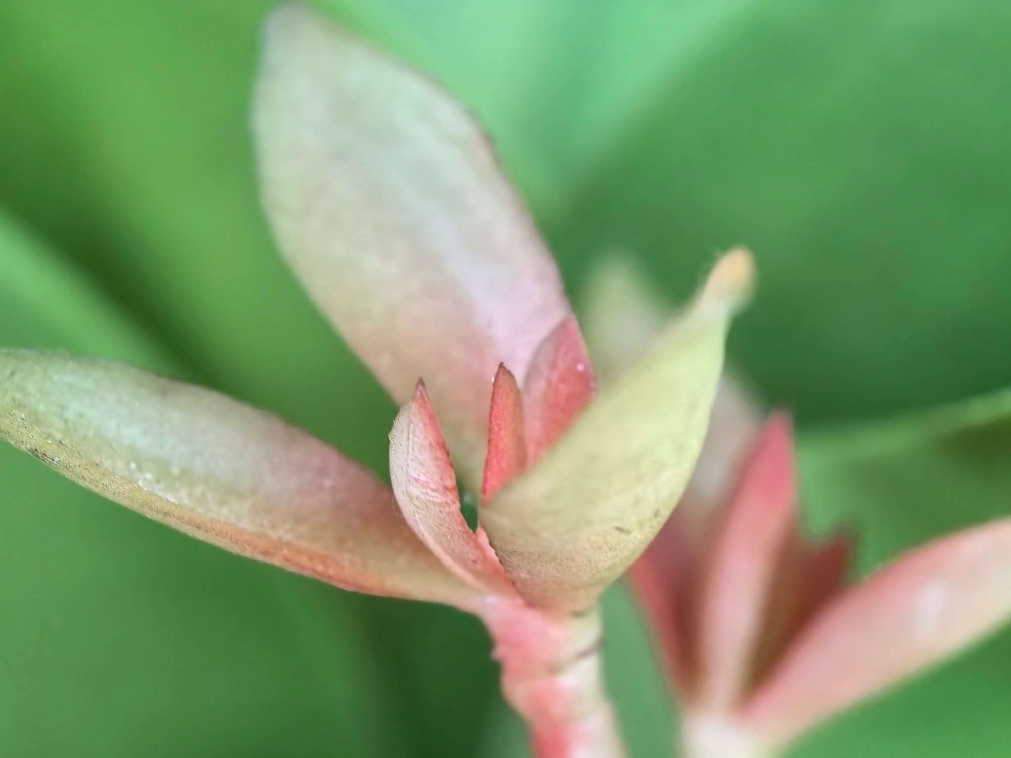 Huawei Mate 60 Pro+: Capturing the Unseen with its Exceptional Macro Camera