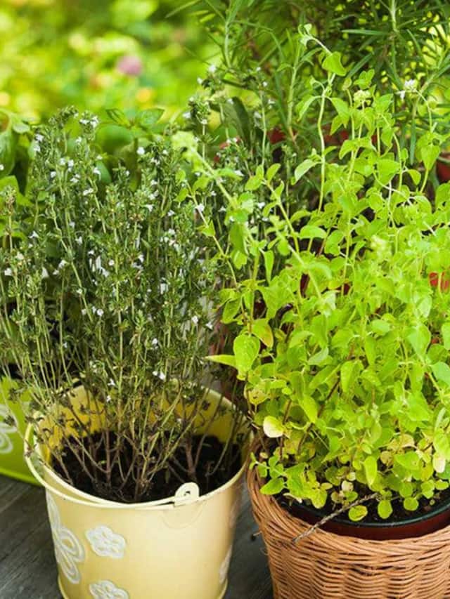 10 Indian Herbs That We Can Grow At Home
